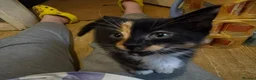Mixed Breed cats for sale: Mixed bundle of cuties - Advert 2