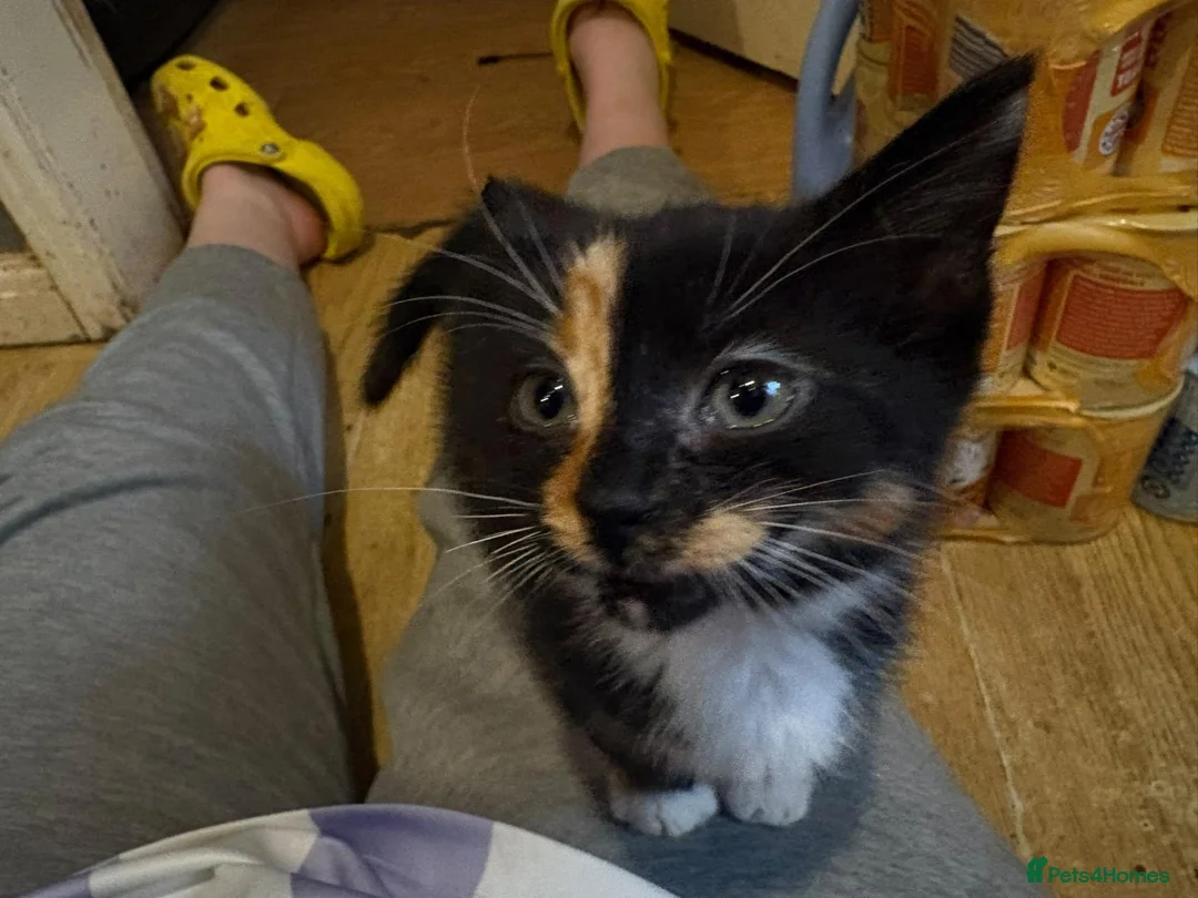 Mixed Breed cats for sale: Mixed bundle of cuties - Advert 2