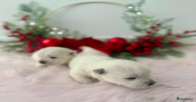 West Highland Terrier dogs KC West Highland Terriers 🧬 Health Tested Parents - Advert 6