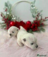 West Highland Terrier dogs KC West Highland Terriers 🧬 Health Tested Parents - Advert 6