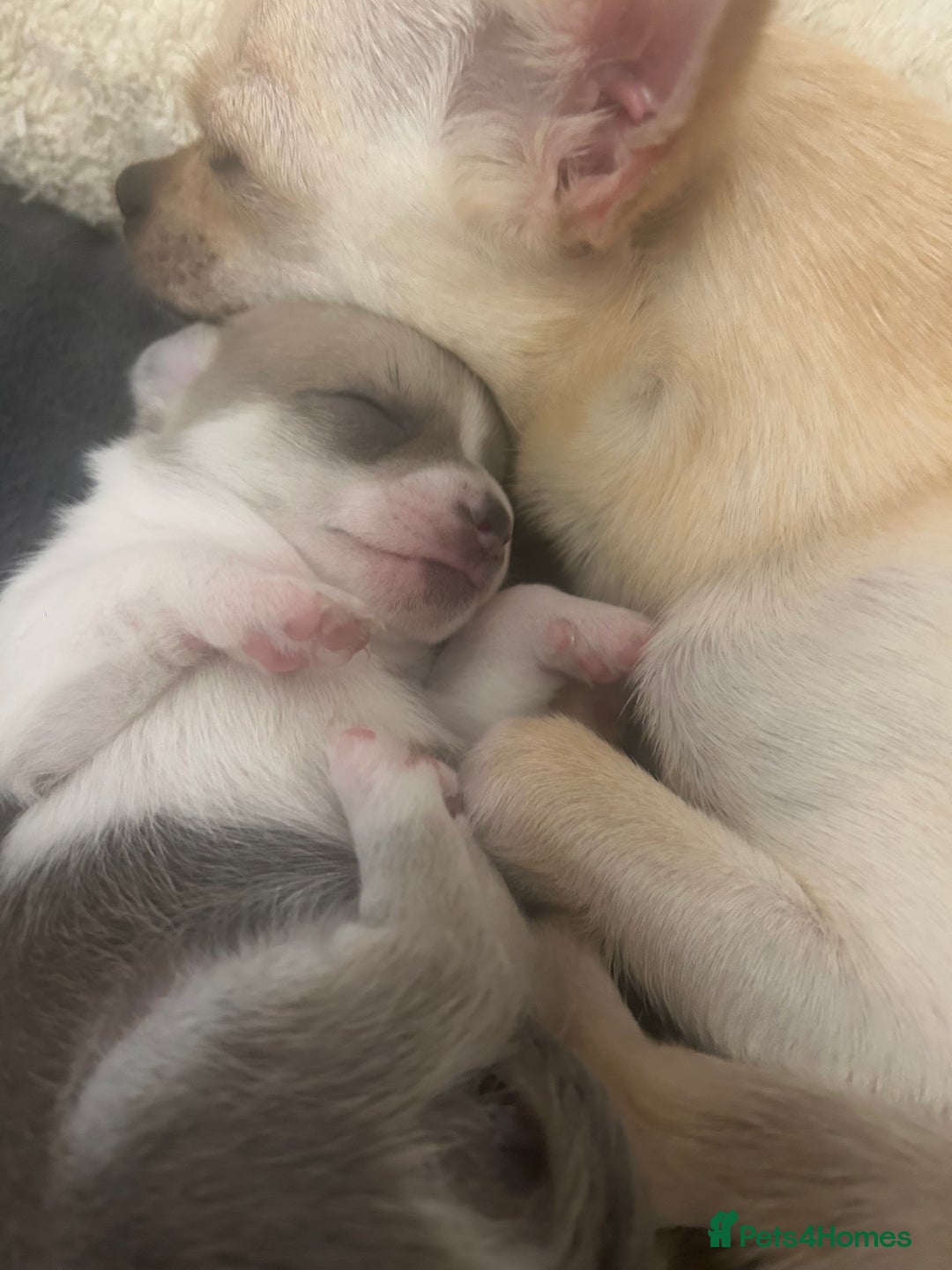 Chihuahua dogs for sale: smooth coat chihuahuas. Only the little boy left  - Advert 17