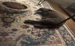 British Shorthair cats for sale: British Shorthair Male — experience needed! - Advert 24