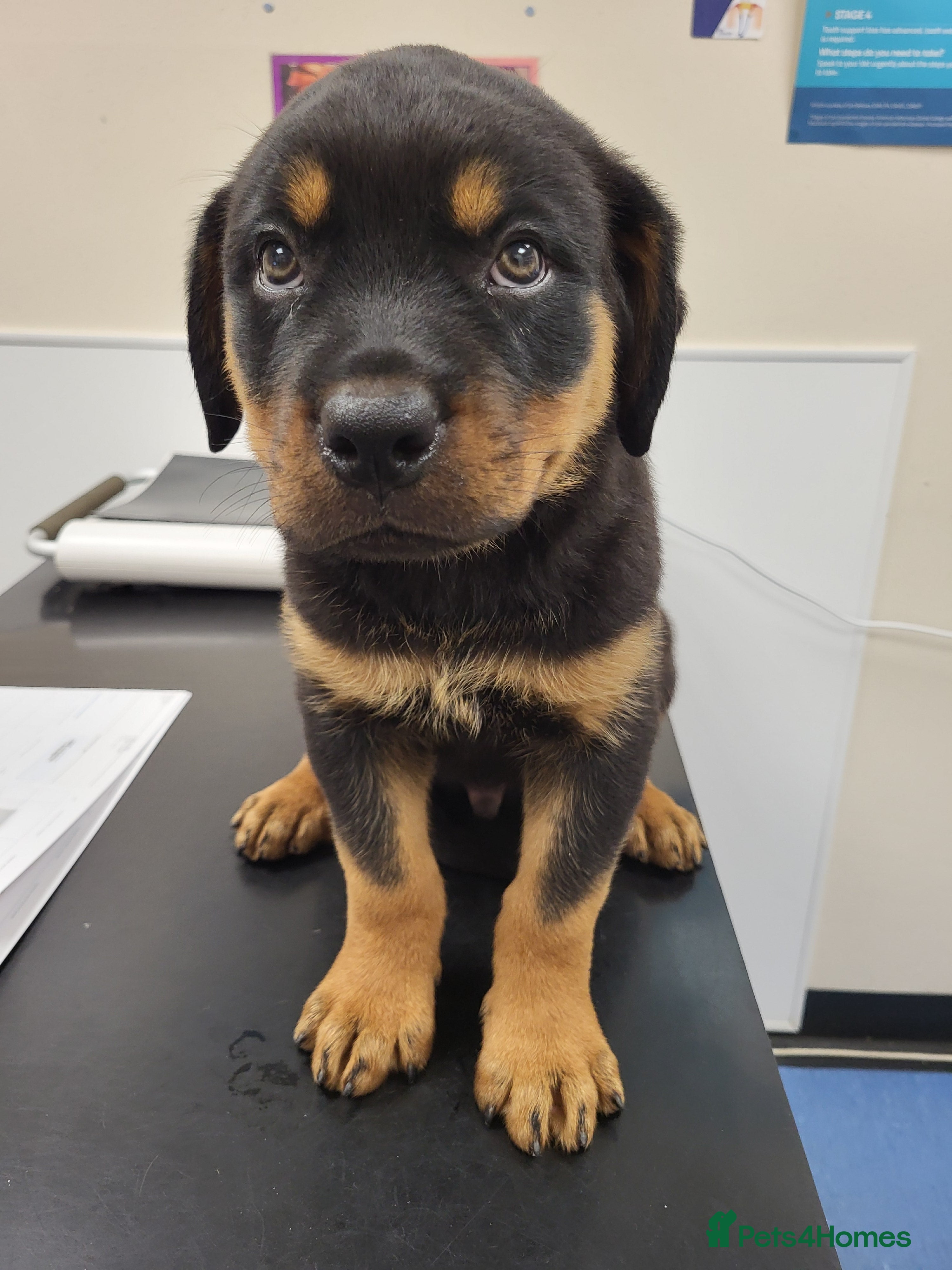 Rottweiler dogs Rottweiler pupps for sale  - Advert 2