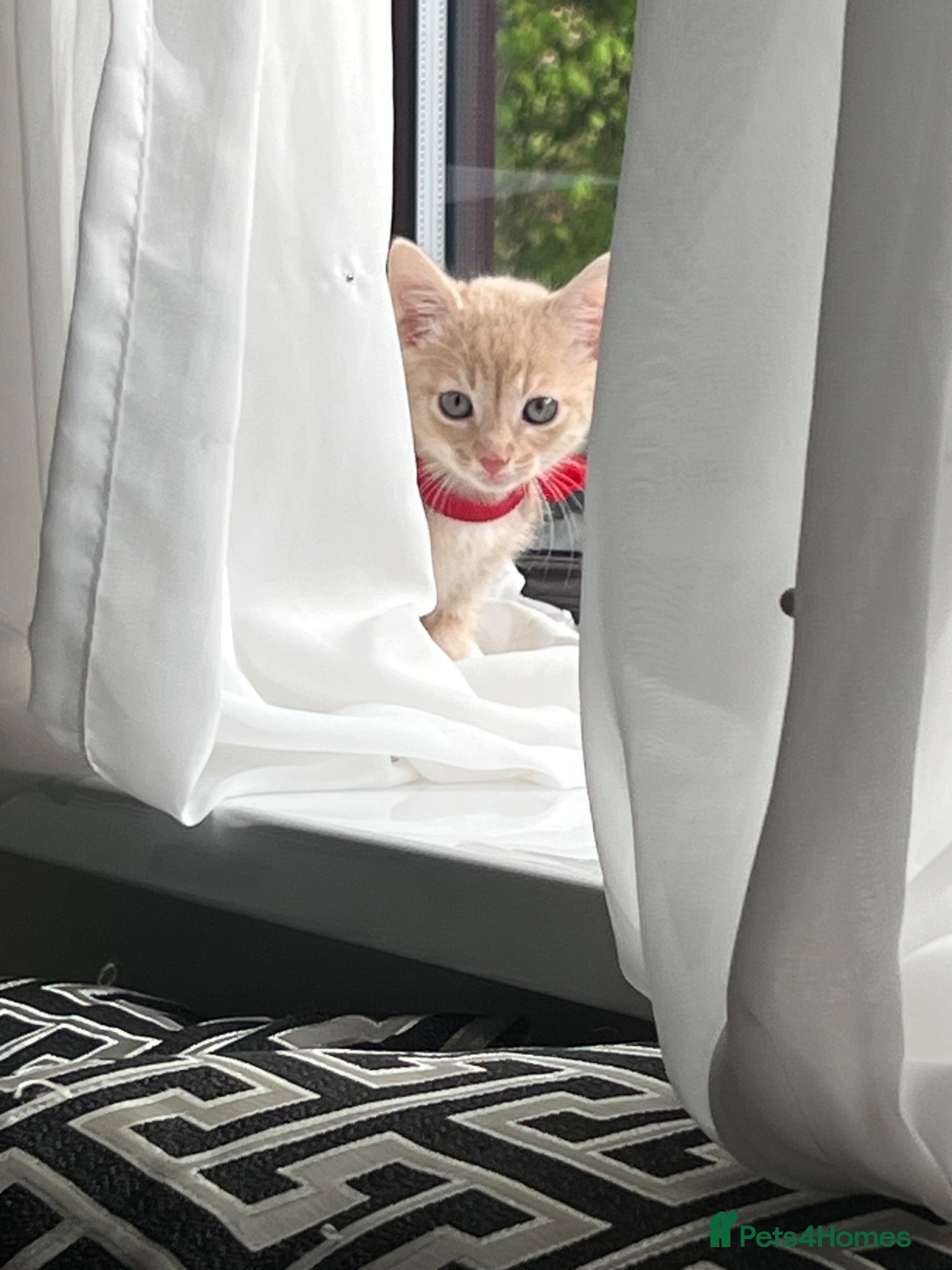Mixed Breed cats Female kitten - Advert 1