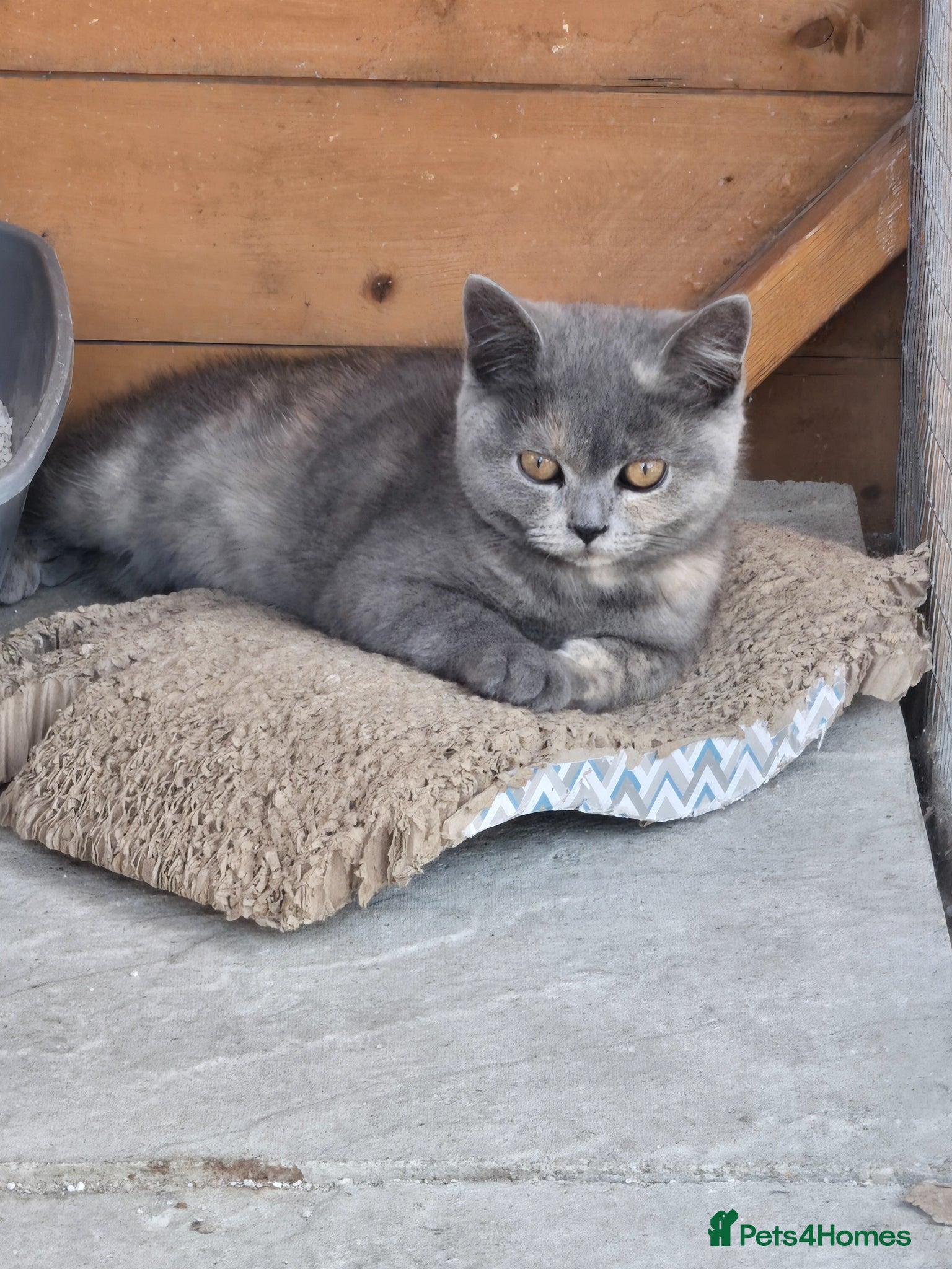 British Shorthair cats for sale: ❤️REDUCED TICA REG❤️ - Advert 15