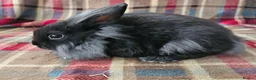 Mixed Breed rabbits for sale: Two beautiful boys - Advert 2