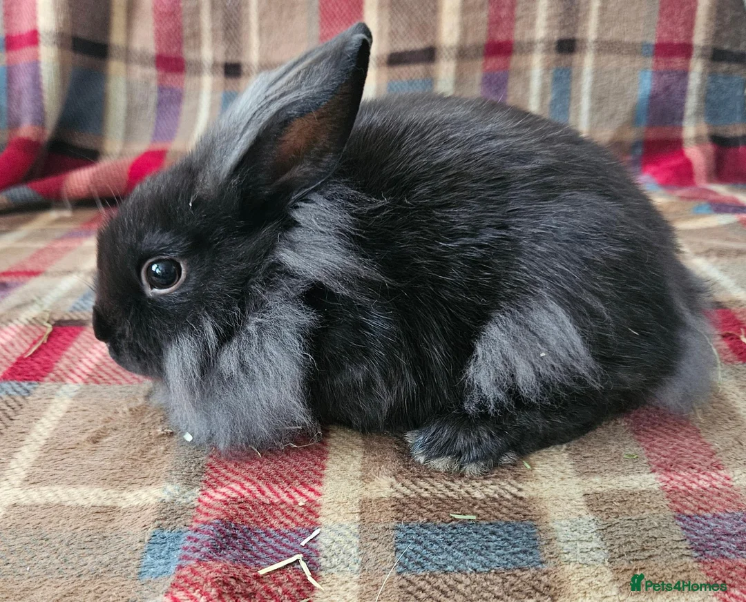 Mixed Breed rabbits for sale: Two beautiful boys - Advert 2