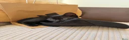 Mixed Breed cats for sale: 2 adorable black kittens available in Sutton-in-Ashfield - Advert 2