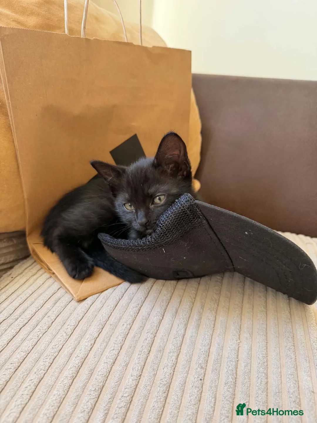 Mixed Breed cats for sale: 2 adorable black kittens available in Sutton-in-Ashfield - Advert 2