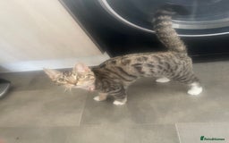 Bengal cats for sale: ✨ Loving Home Wanted for Beautiful Bengal-Tabby ✨ - Image 12