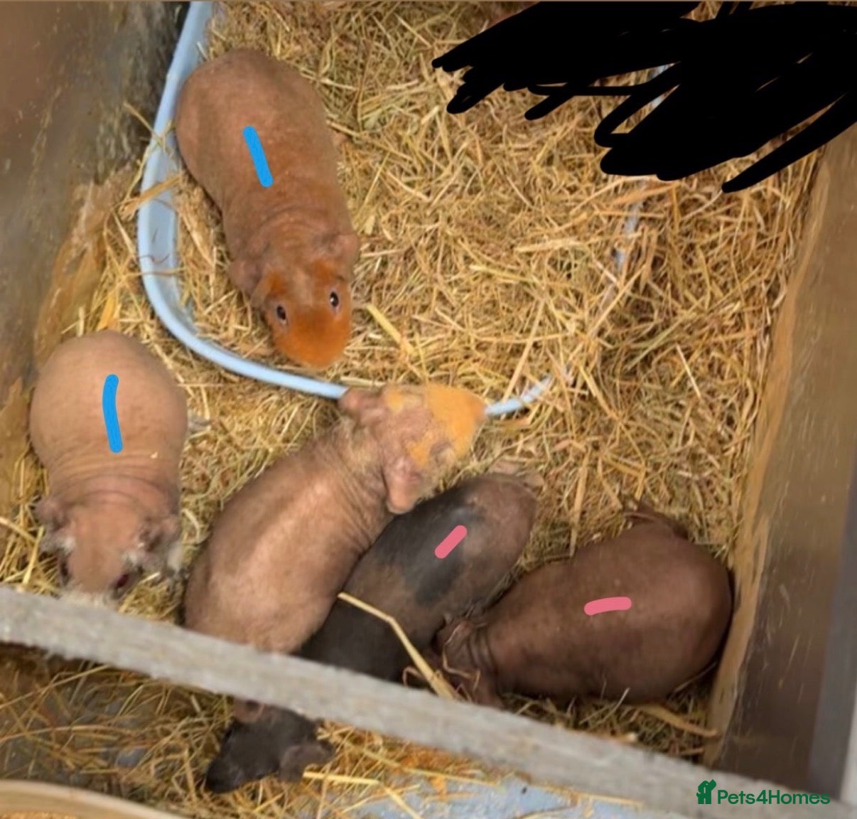 Guinea Pig rodents Skinny pigs for sale  - Advert 1