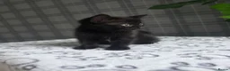 British Longhair cats for sale: Beautiful British Longhair Kittens Teddy Bear Look - Advert 8