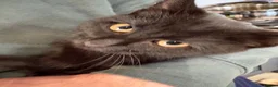 Mixed Breed cats for sale: Beautiful Black kitten  - Advert 2