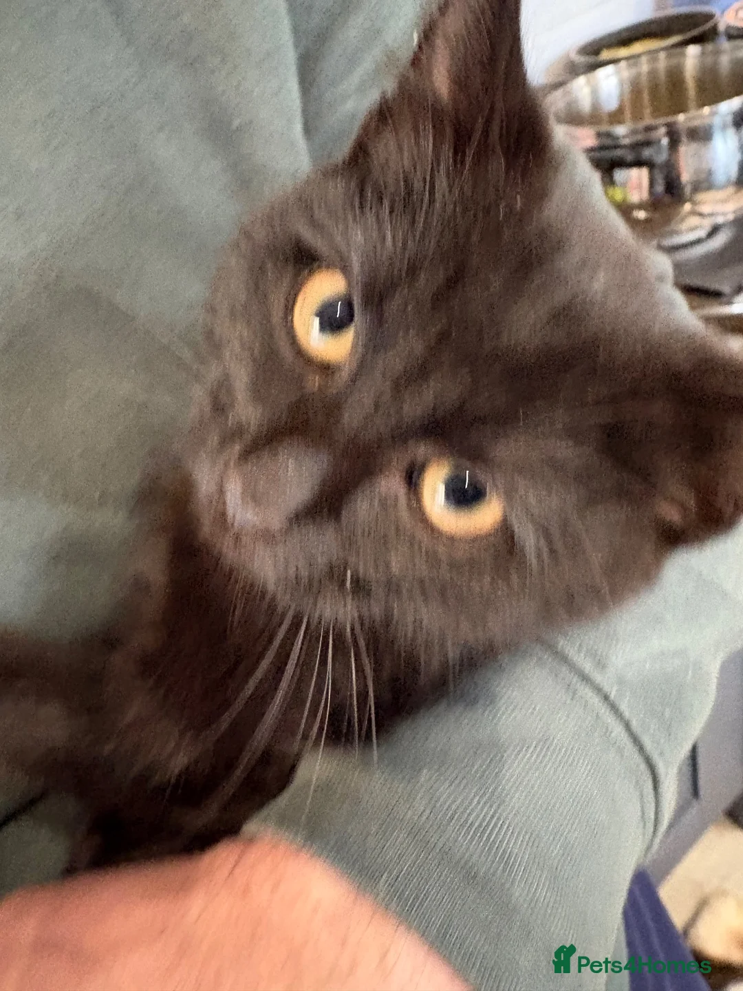 Mixed Breed cats for sale: Beautiful Black kitten  - Advert 2