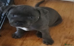 Staffordshire Bull Terrier dogs for sale:  KC Staffordshire Bull terriers - Image 26