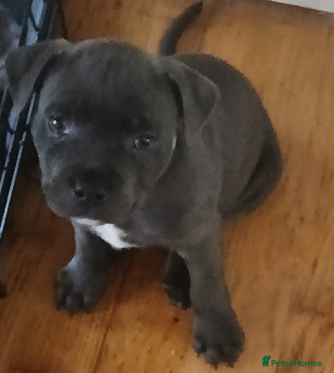 Staffordshire Bull Terrier dogs for sale:  KC Staffordshire Bull terriers - Image 26