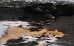 Mixed Breed cats for sale: Beautiful kittens needing loving homes - Image 1