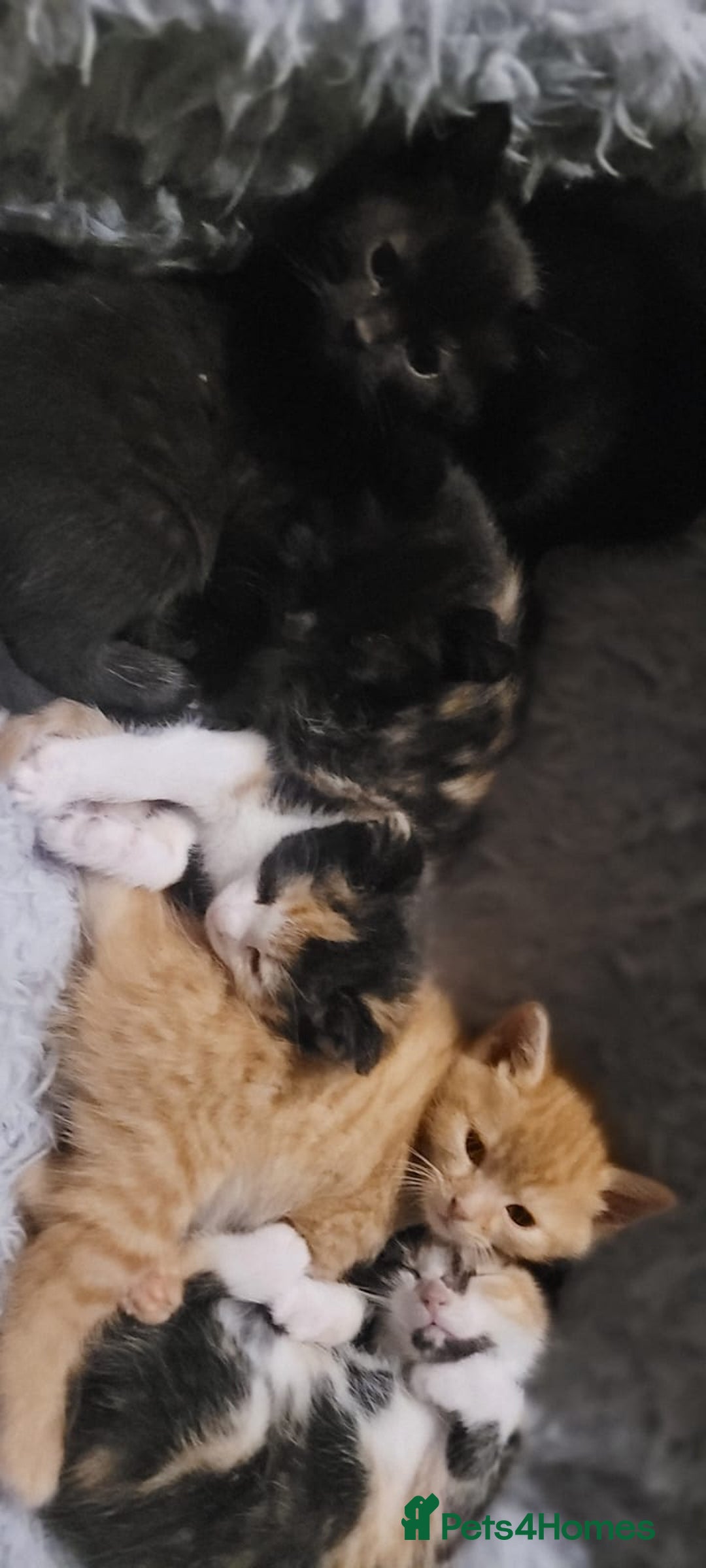 Mixed Breed cats for sale: Beautiful kittens needing loving homes - Image 1