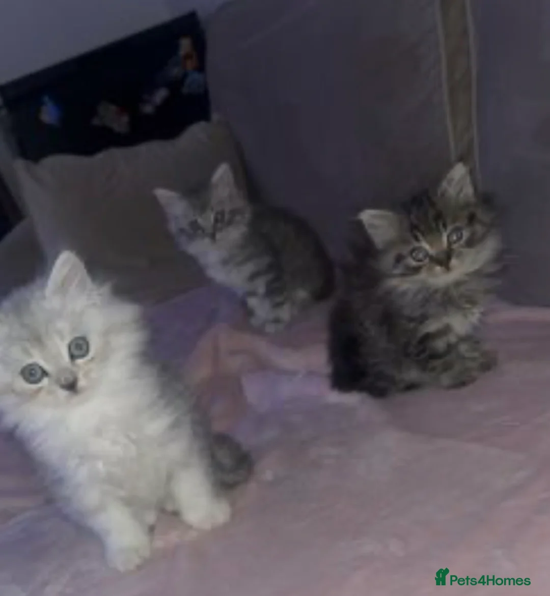Scottish Fold cats for sale: Fluffy British long hair kittens   - Advert 1