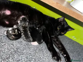 Mixed Breed cats Beautiful Bengal x domestic kitten - Advert 6