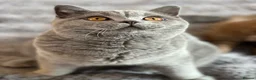 British Shorthair cats for sale: Gccf registered kittens  - Advert 4
