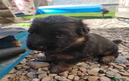 German Shepherd dogs for sale: GSD German shepherd puppies for sale  - Image 9