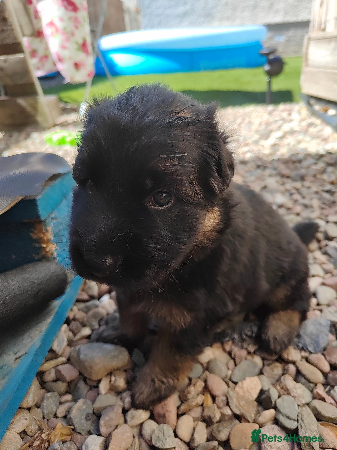 German Shepherd dogs for sale: GSD German shepherd puppies for sale  - Image 9