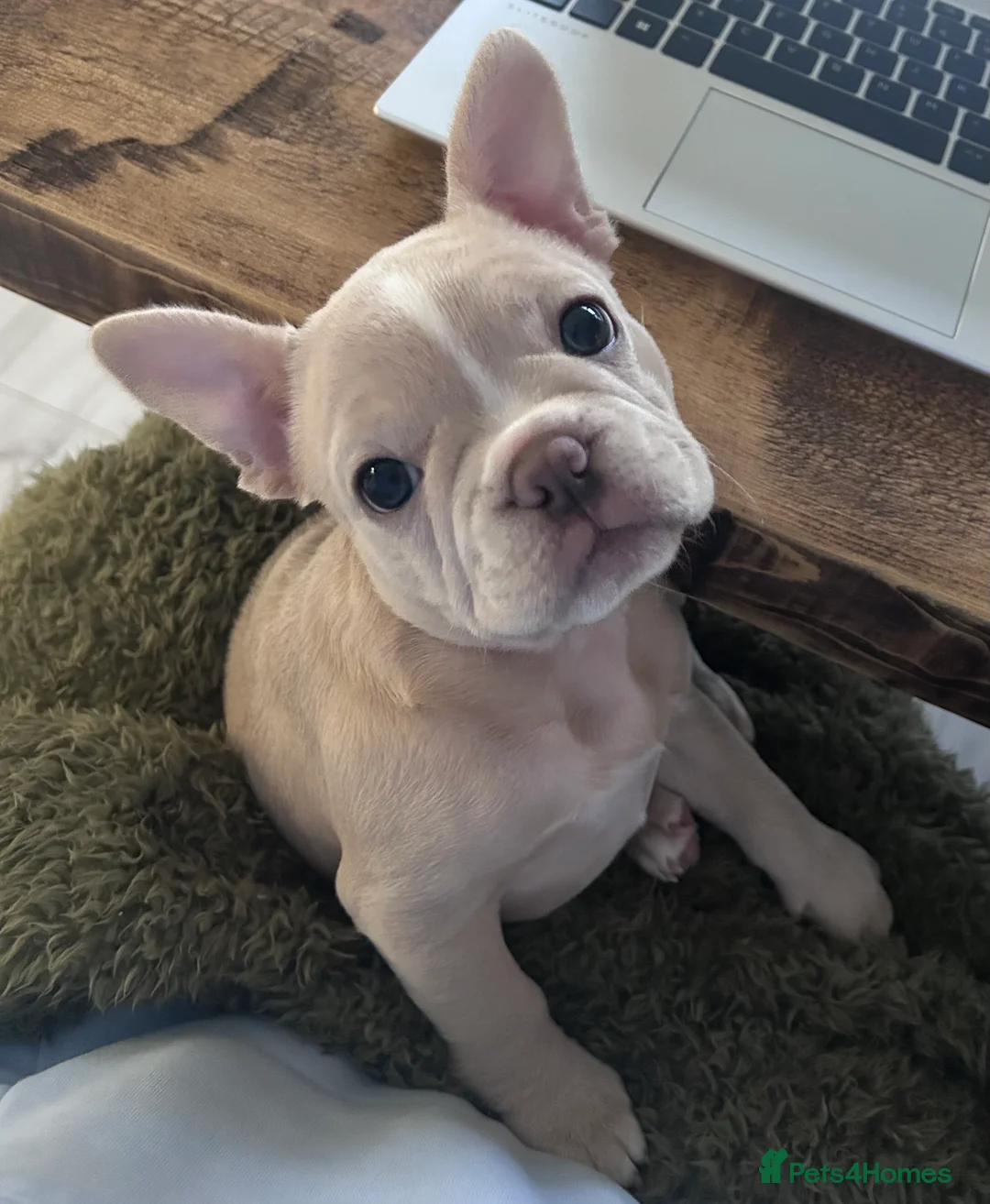 French Bulldog dogs for sale: Isabella/Cream Frenchie female 12 weeks old  - Advert 1