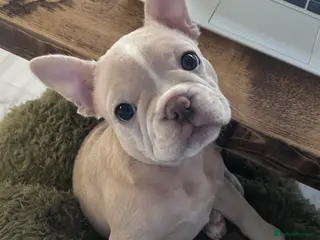 French Bulldog dogs French bulldog female 12 weeks old in Huddersfield - Advert 1