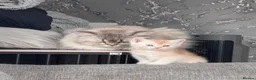 Scottish Fold cats for sale: Scottish straight kittens❤️ - Advert 4