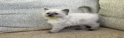 Ragdoll cats for sale: 3 Cute Ragdoll Kittens (Discounts available) - Advert 16