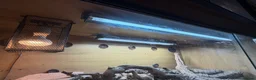 Monitor reptiles for sale: Ackie Monitor & Set Up - Advert 5