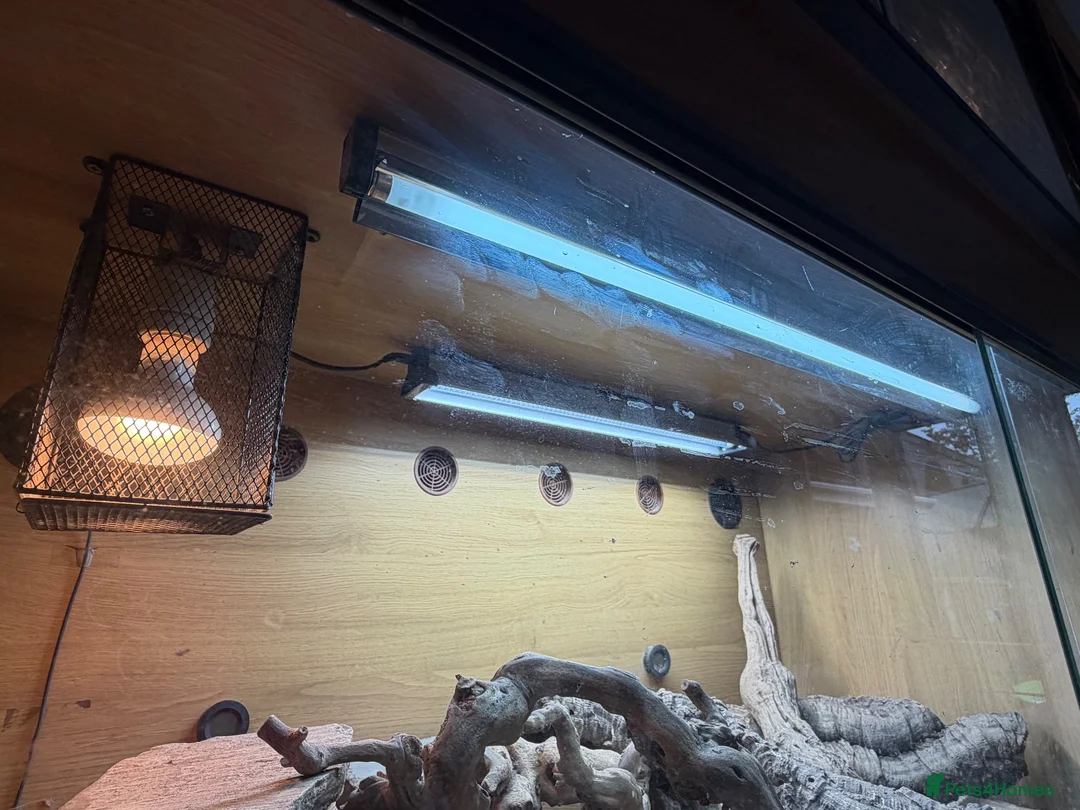 Monitor reptiles for sale: Ackie Monitor & Set Up - Advert 5