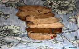 Toy Poodle dogs for sale: Stunning litter of Toy Poodles - Image 4