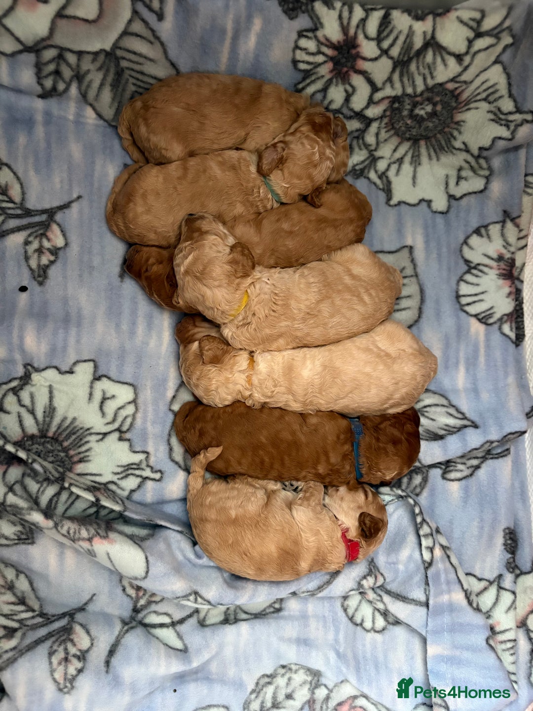 Toy Poodle dogs for sale: Stunning litter of Toy Poodles - Image 4