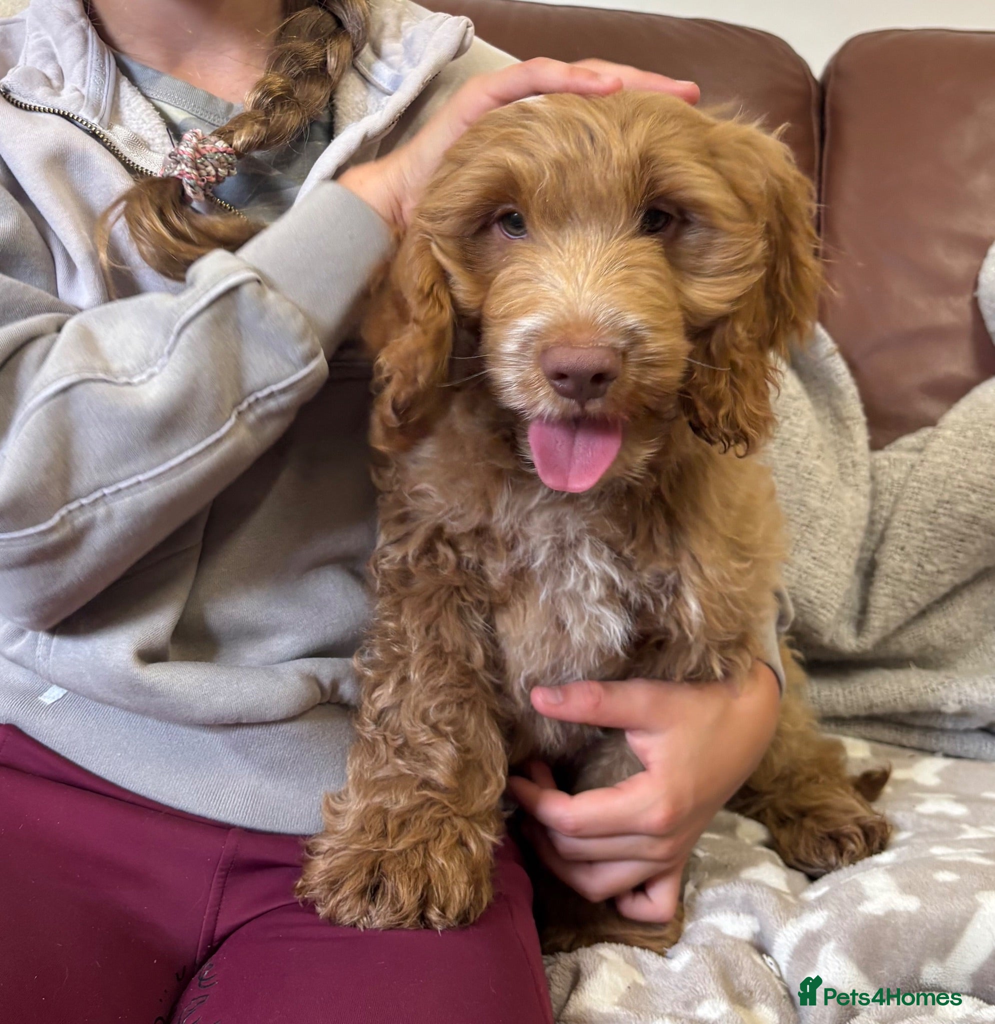 Cockapoo dogs ONE BOY LEFT! F1 Cockapoo H/Test KC/Show Parents!! - Advert 1