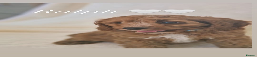 Mixed Breed Puppy 3
