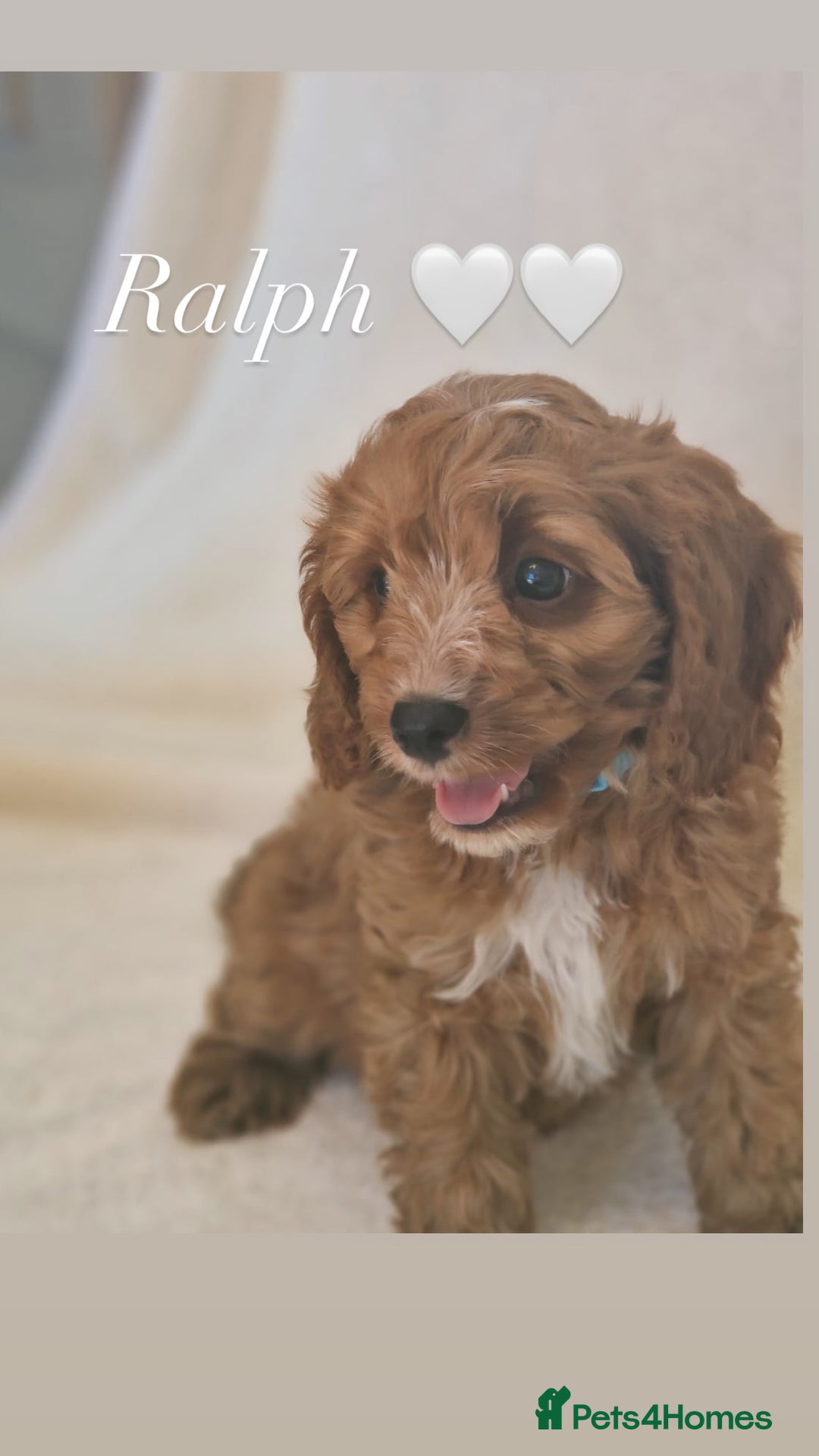 Cavapoochon dogs for sale: Adorable Toy Cavapoochon puppies DNA/PRA/KC CLEAR  - Image 6