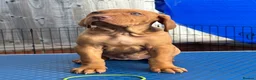 Hungarian Vizsla dogs for sale: Pedigree Hungarian Wirehaired Vizsla puppies - Advert 14