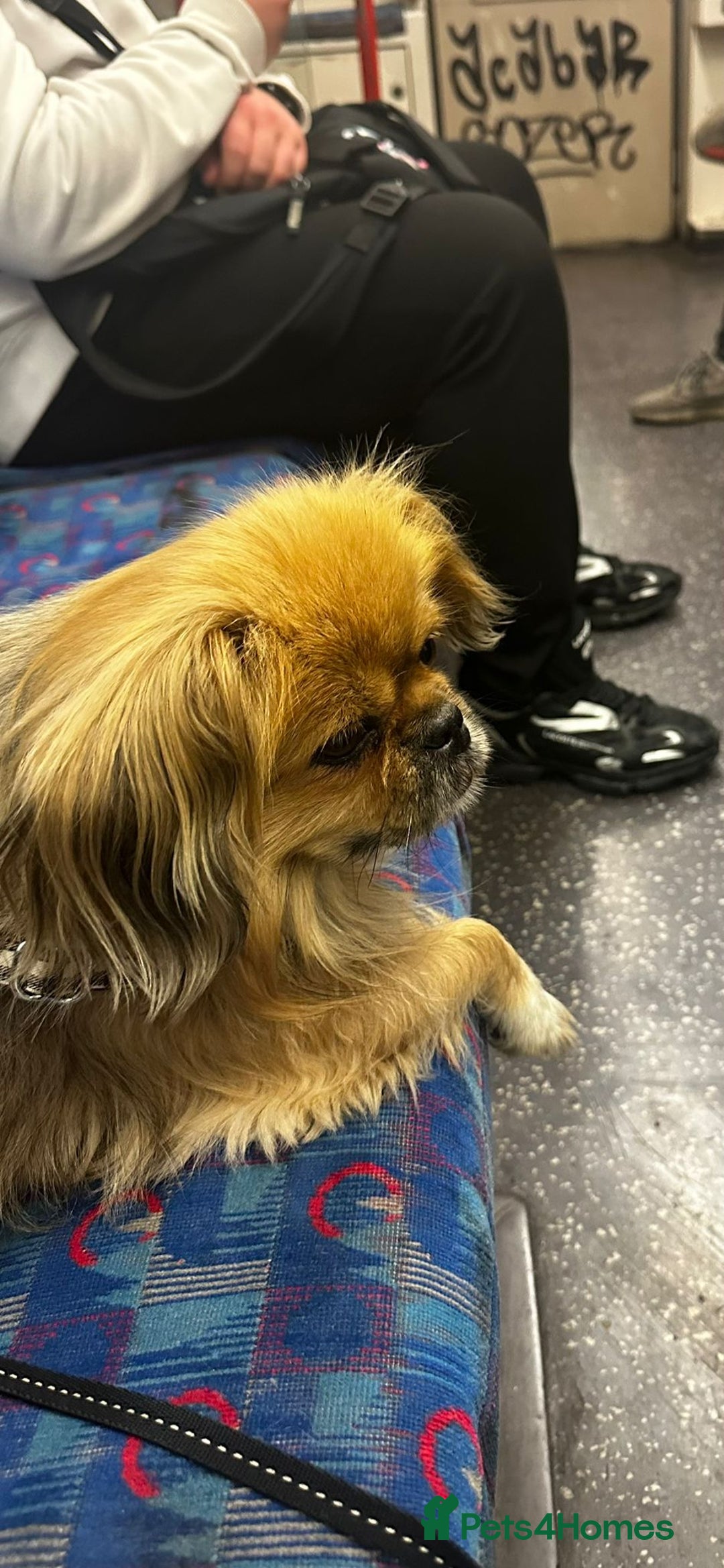 Mixed Breed dogs for adoption: 💙Barry: 9-10-year-old Tibetan Spaniel cross💙 - Advert 6