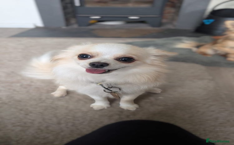 Pomchi dogs - Advert 1