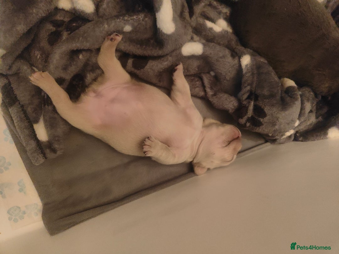French Bulldog dogs for sale: 🐾 Premium Fluffy French Bulldog Puppies 🐾 - Image 5