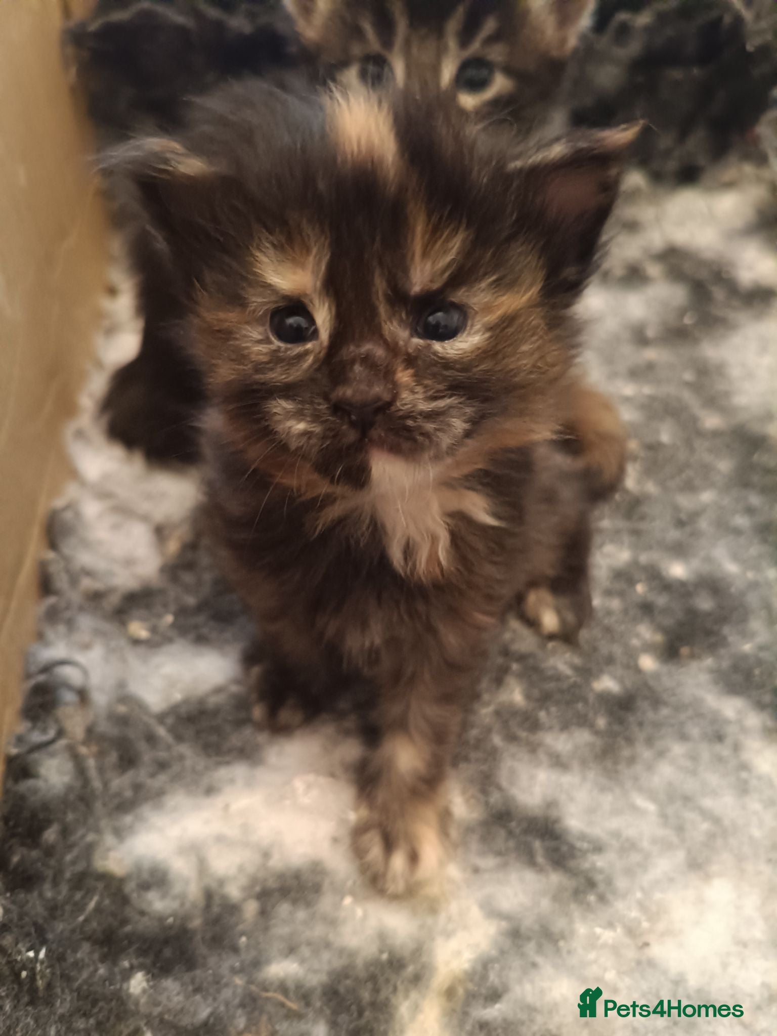 Maine Coon cats Fully health tested, Tica registered - Advert 2