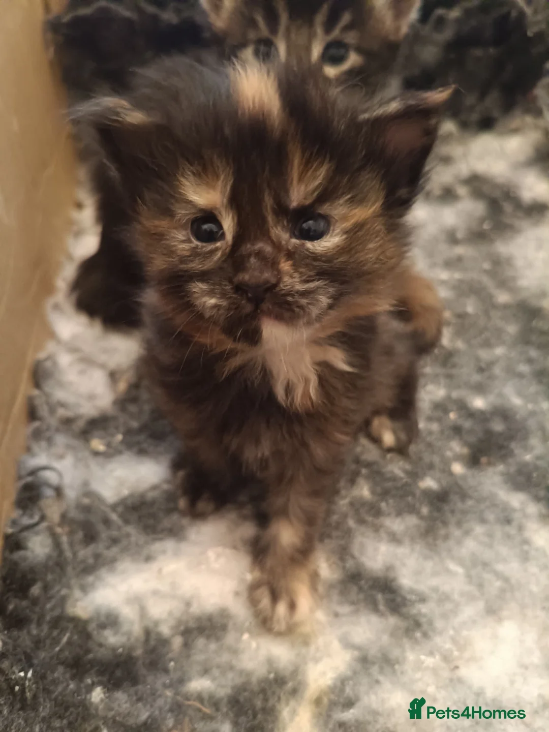 Maine Coon cats for sale: Fully health tested, Tica registered - Advert 2