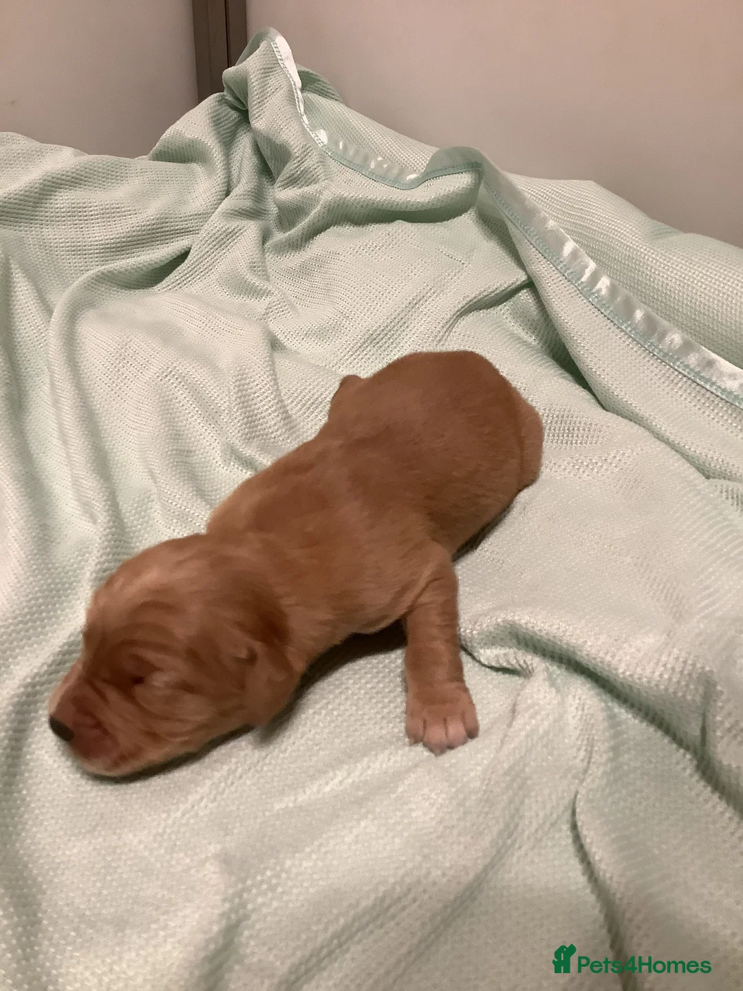 Golden Retriever dogs for sale: Gorgeous dark kc golden retriever pups - Advert 9