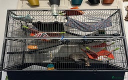 Rat rodents for sale: 2 male rats + cage and accessories  - Image 12