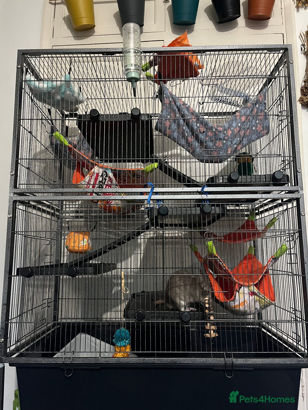 Rat rodents for sale: 2 male rats + cage and accessories  - Image 12