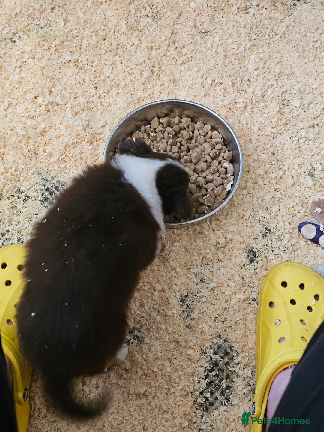 Border Collie dogs for sale: Border collie puppies - Image 7