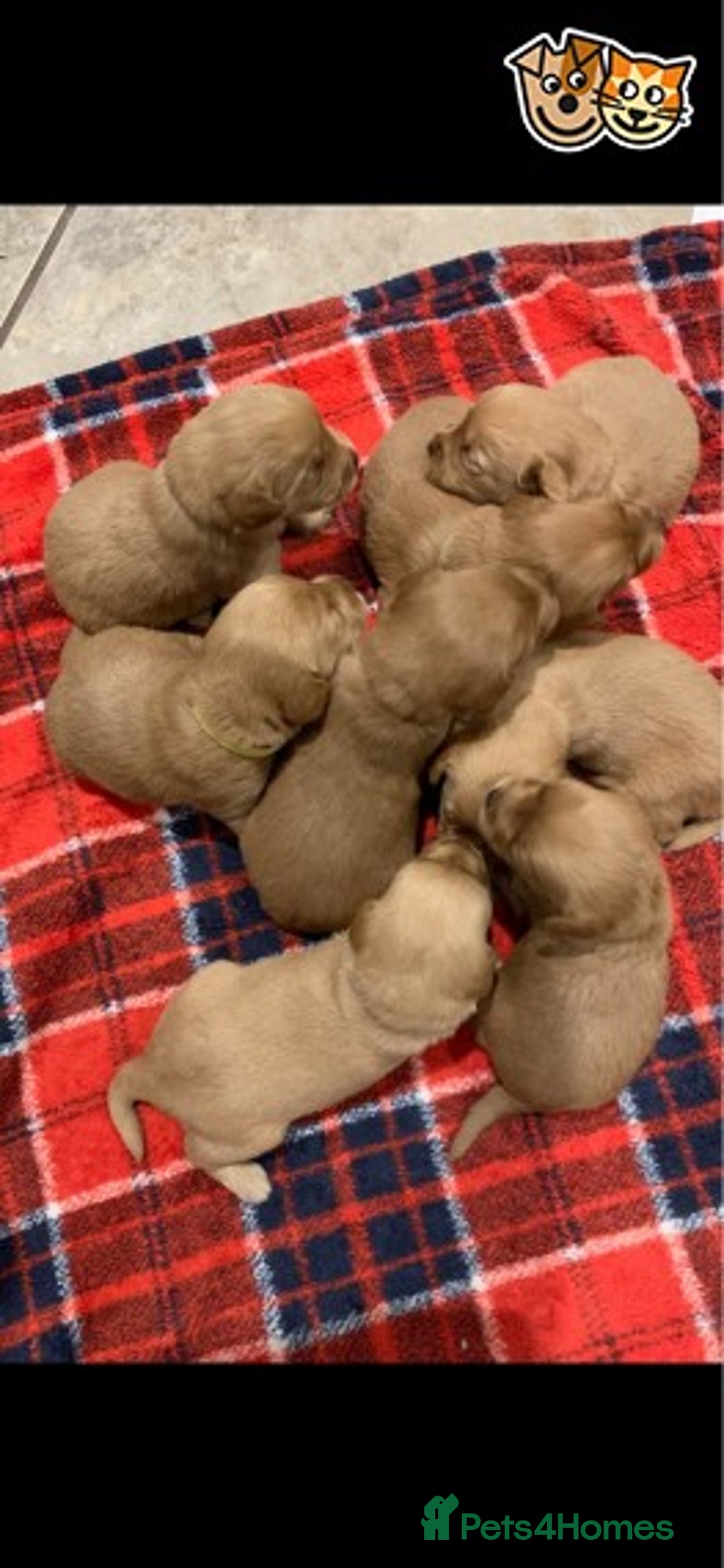 Toy Poodle dogs for stud: KC (FULLY HEALTH TESTED )RED TOY POODLE STUD in Galston - Advert 8