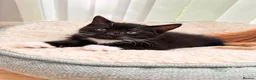 Mixed Breed cats for sale: Kittens for sale, mixed breed  in Cwmbran - Advert 7
